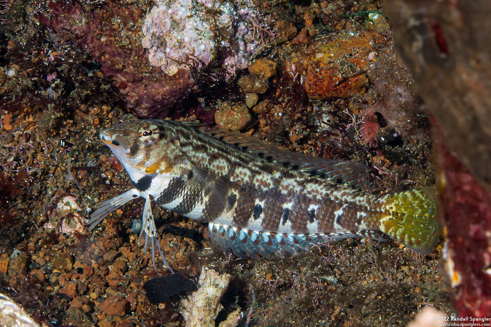 Parapercis cylindrica (Sharpnose Sandperch)