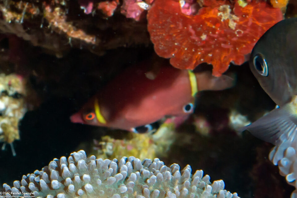 Wetmorella nigropinnata (Sharpnose Wrasse)