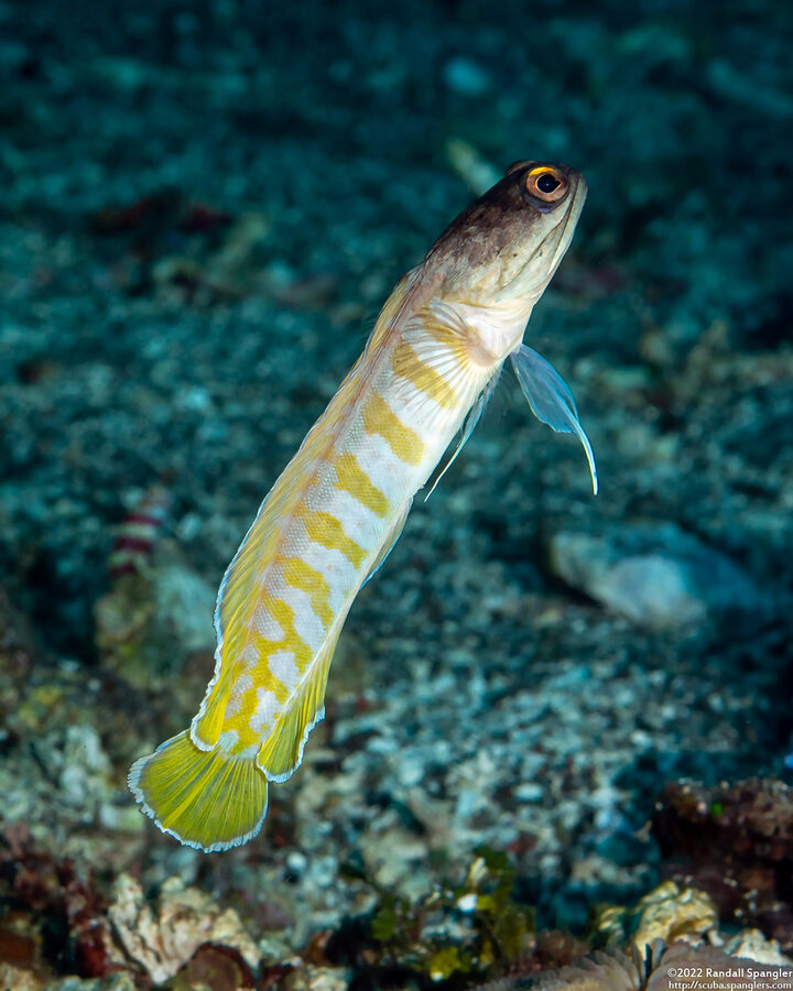 Opistognathus randalli (Yellowbarred Jawfish)