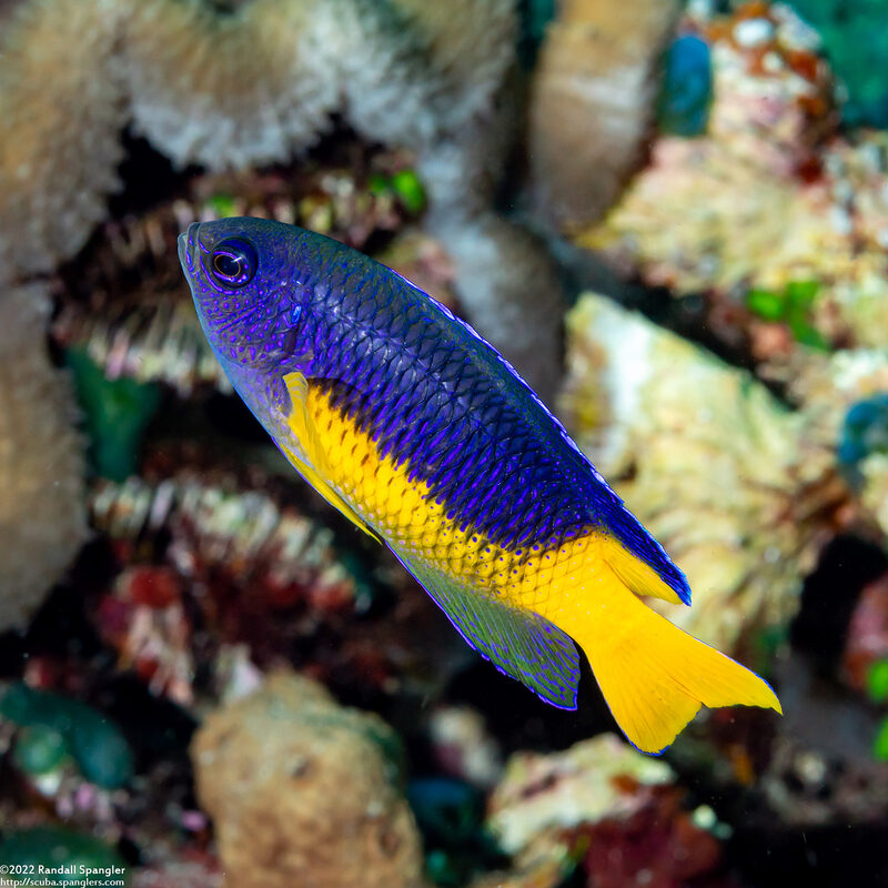 Pomacentrus auriventris (Goldbelly Damsel)