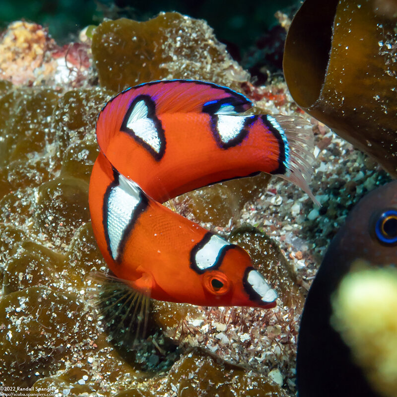 Coris gaimard (Yellowtail Coris)