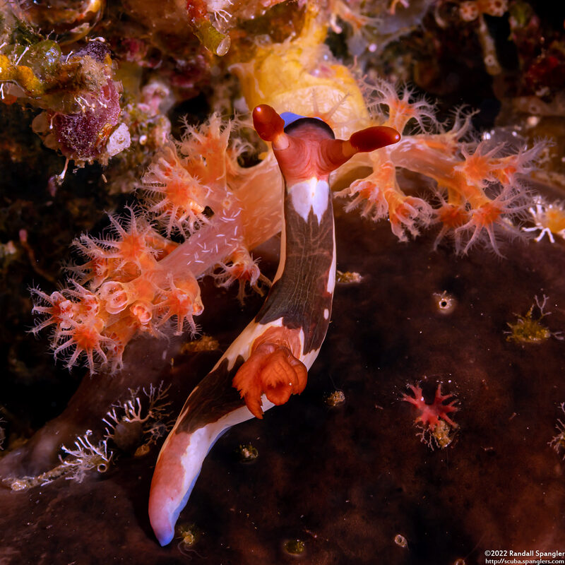 Nembrotha chamberlaini (Chamberlain's Nembrotha)