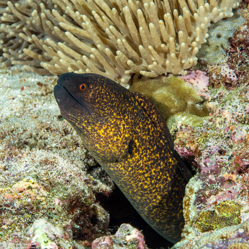 Gymnothorax flavimarginatus (Yellowmargin Moray)