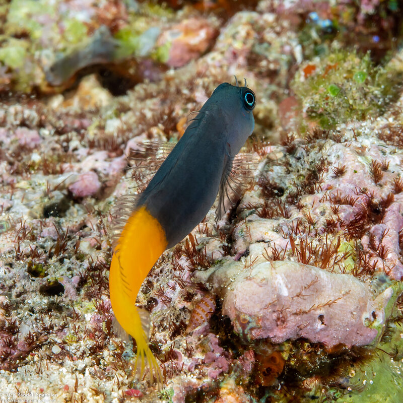 Ecsenius bicolor (Bicolor Coralblenny)