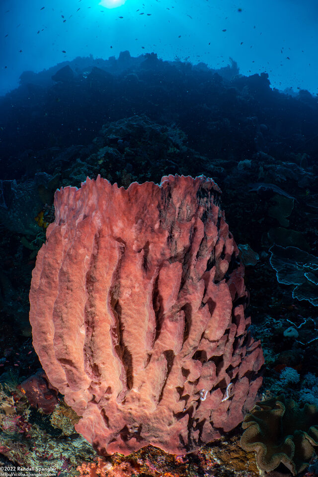 Xestospongia testudinaria (Barrel Sponge)