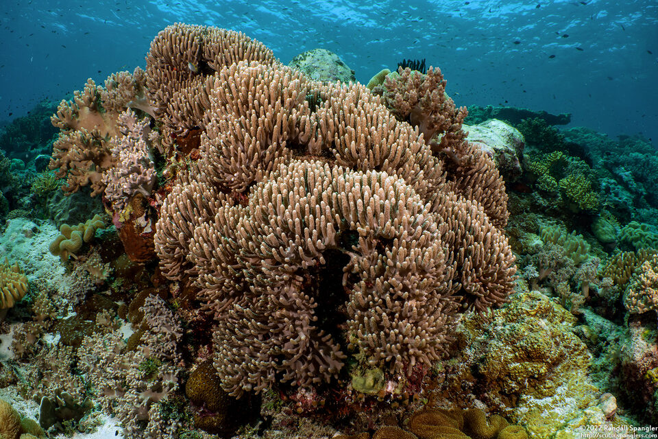 Paralemnalia thyrsoides (Paralemnalia Thyrsoides)