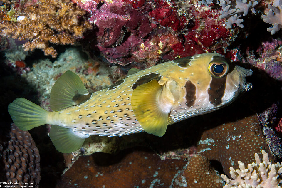 Diodon liturosus (Black-Blotched Porcupinefish)