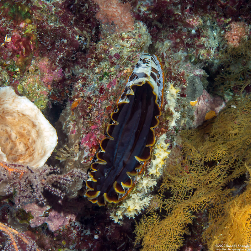 Spondylus varius (Variable Thorny Oyster)