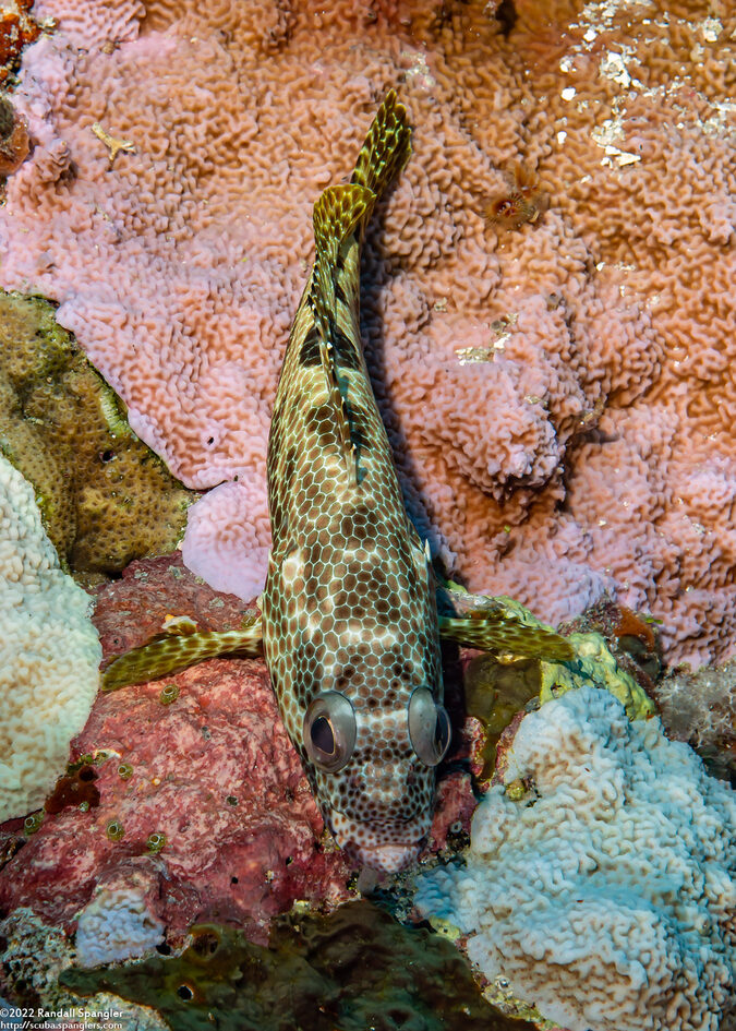 Epinephelus hexagonatus (Hexagon Grouper)
