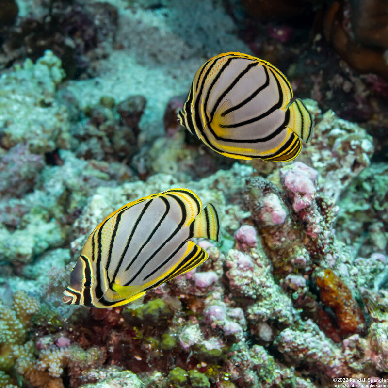 Chaetodon meyeri (Meyer's Butterflyfish)