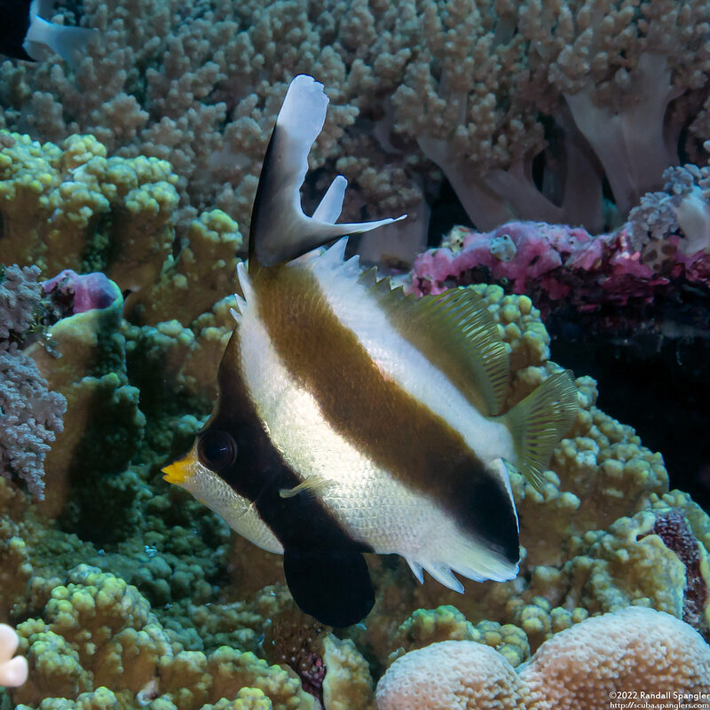 Heniochus chrysostomus (Pennant Bannerfish); With deformed dorsal fin