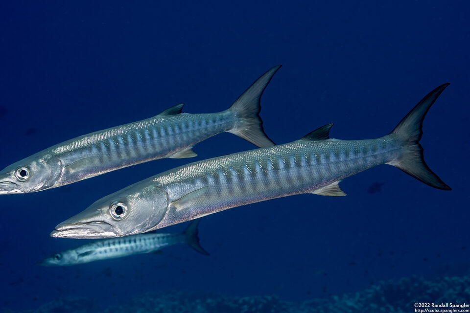 Sphyraena qenie (Blackfin Barracuda)