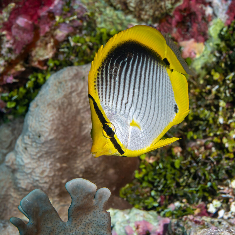Chaetodon melannotus (Black-Backed Butterflyfish)
