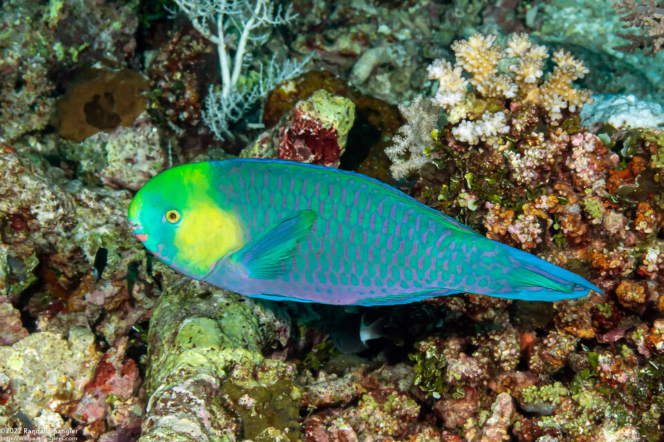 Scarus spinus (Greensnout Parrotfish)