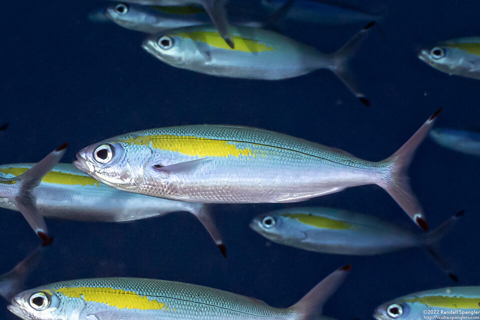 Pterocaesio randalli (Randall's Fusilier)