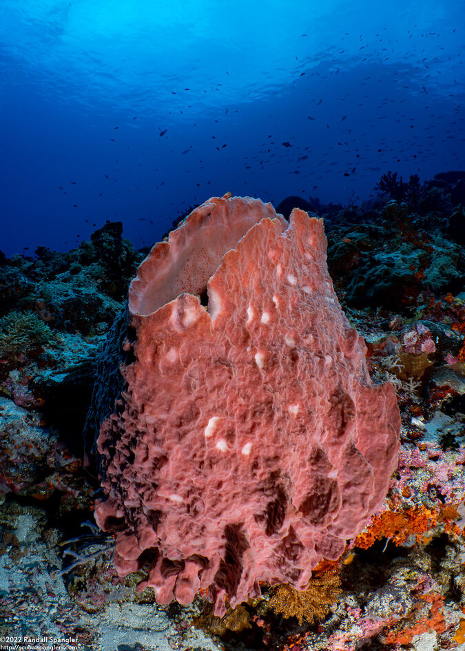 Xestospongia testudinaria (Barrel Sponge)