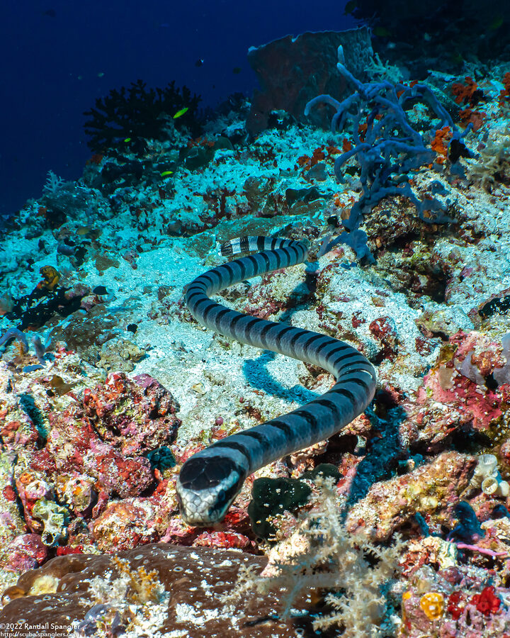 Laticauda colubrina (Banded Sea Krait)