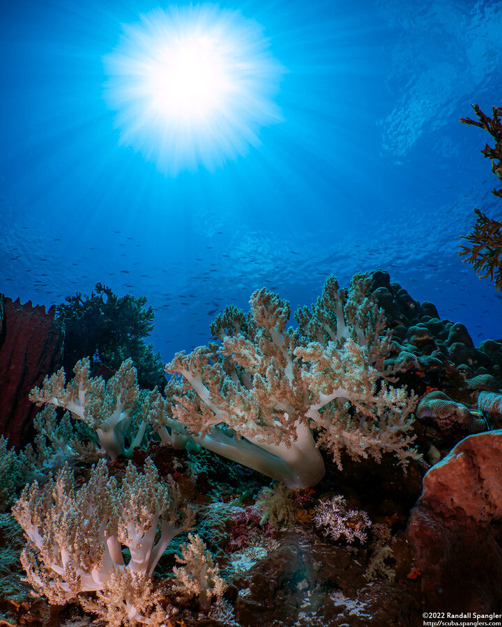 Litophyton arboreum (Litophyton Arboreum)