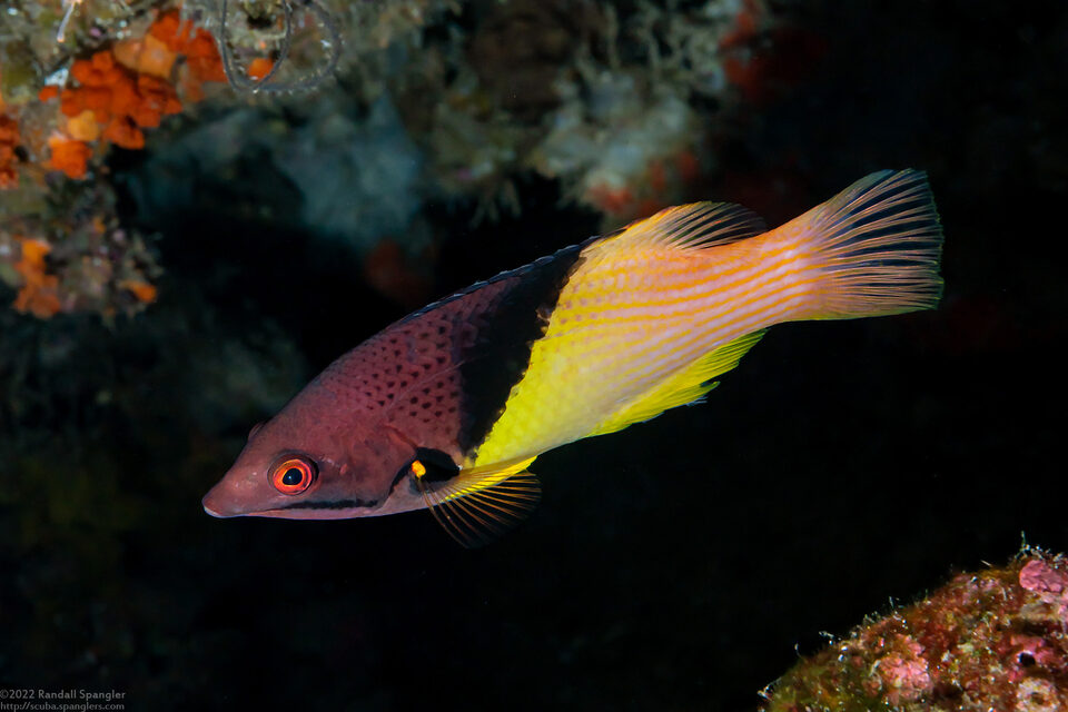 Bodianus mesothorax (Blackbelt Hogfish)