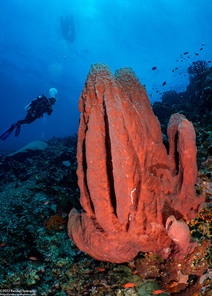 Xestospongia testudinaria (Barrel Sponge)