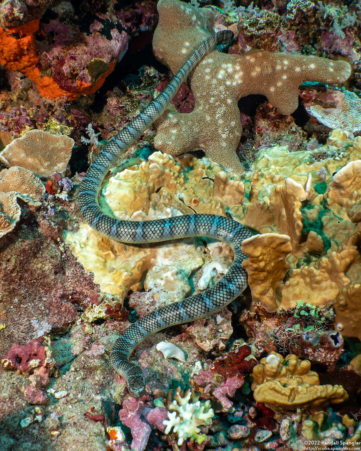 Laticauda semifasciata (Chinese Sea Snake)