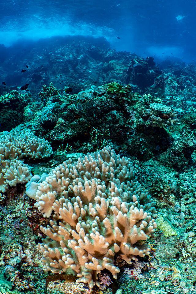 Sinularia sp.1 (Leather Coral)