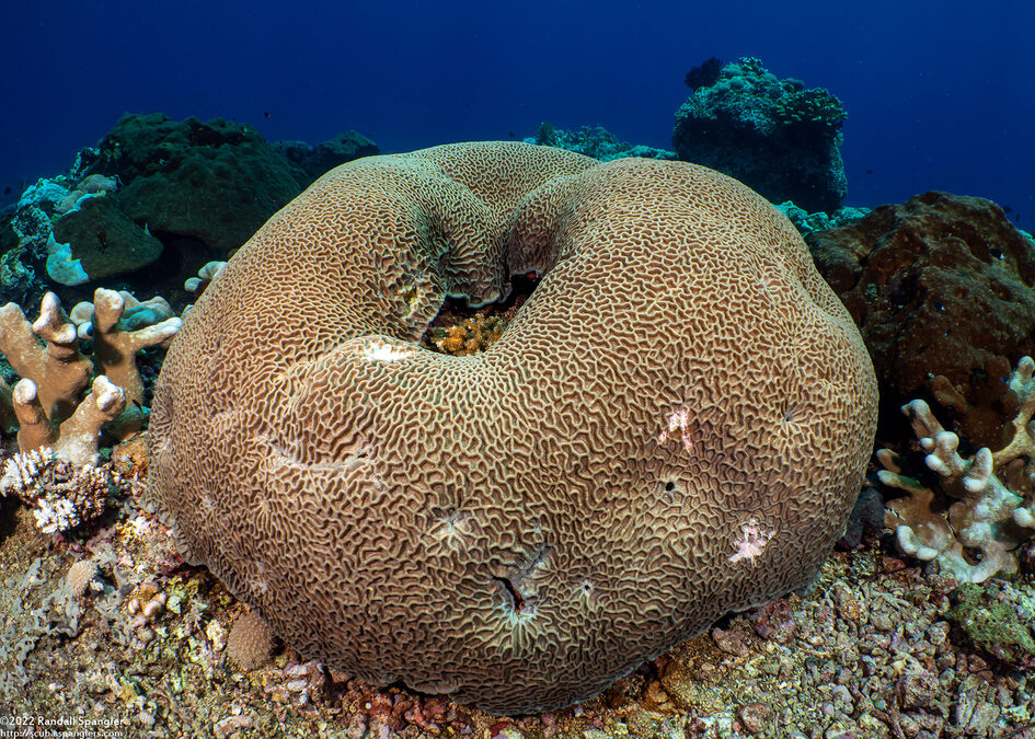 Platygyra pini (Platygyra Pini)