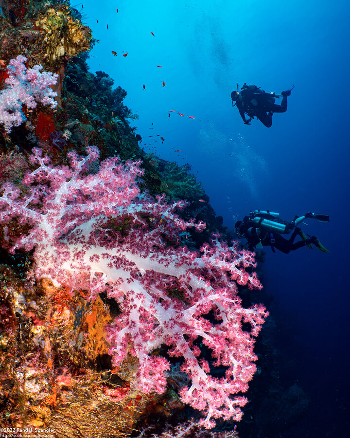 Dendronephthya sp.1 (Dendronephthya)