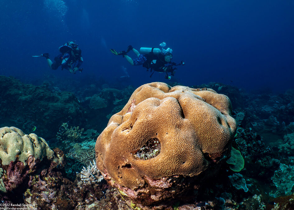 Platygyra ryukyuensis (Platygyra Ryukyuensis)