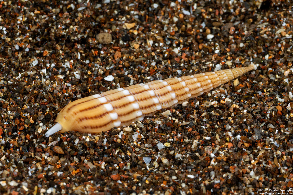 Myurellopsis paucistriata (Lightly-Striated Auger)