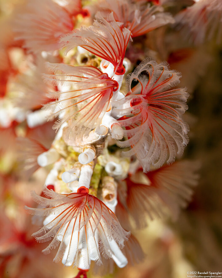 Filogranella elatensis (Delicate Tube Worm)