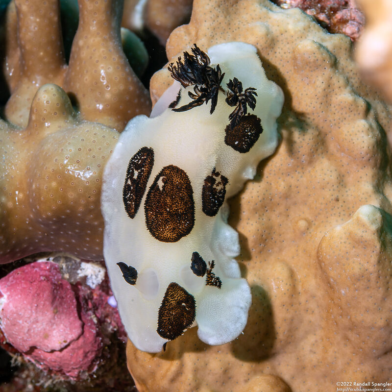 Jorunna funebris (Mourning Jorunna)