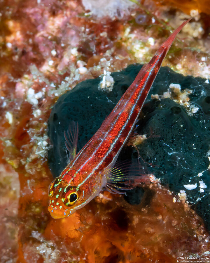 Helcogramma striata (Striped Triplefin)