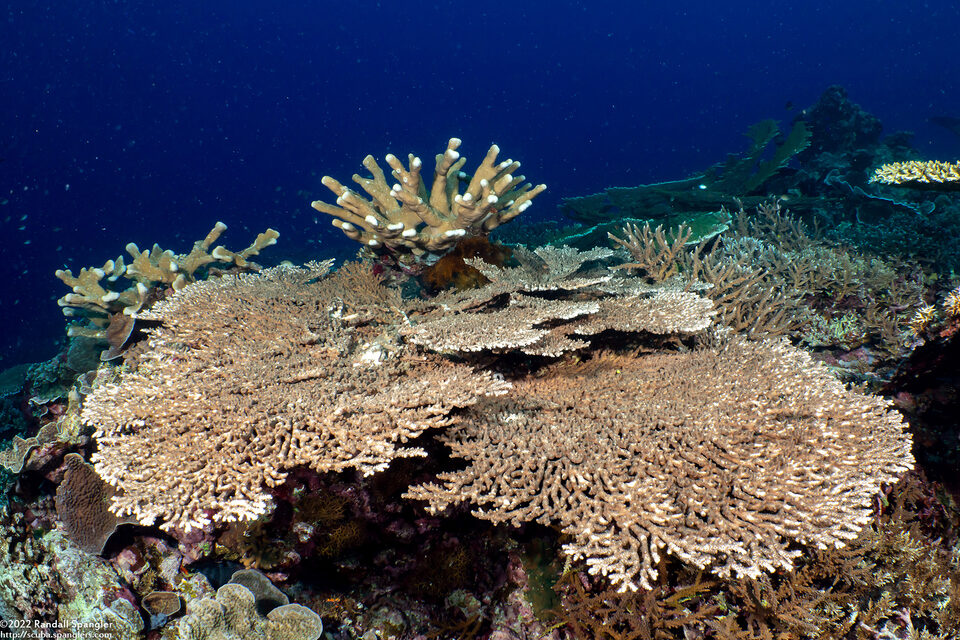 Acropora clathrata (Lattice Table Coral)