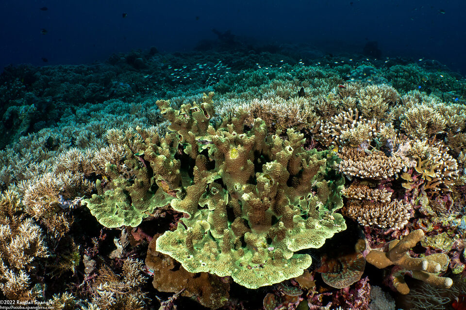 Isopora cuneata (Plate Isopora)