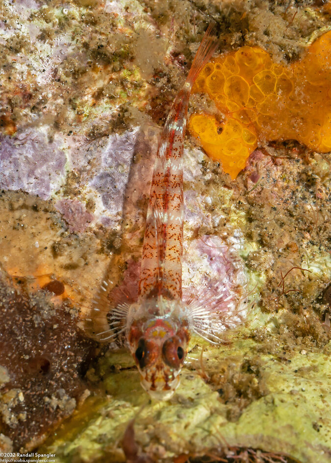 Pleurosicya mossambica (Common Ghostgoby)