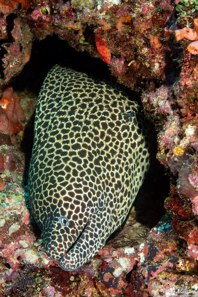 Gymnothorax favagineus (Honeycomb Moray)