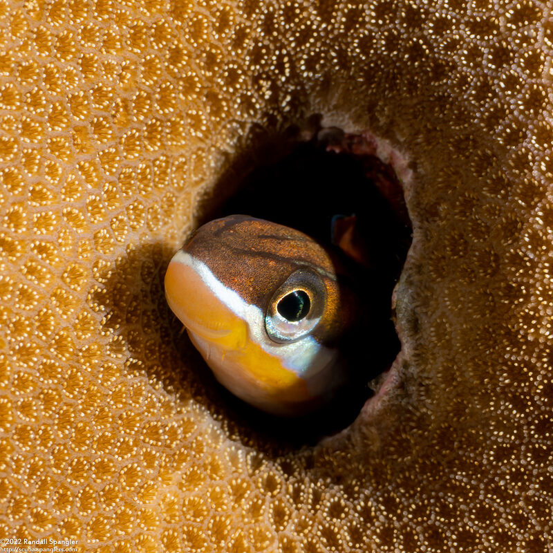 Plagiotremus tapeinosoma (Piano Fangblenny)