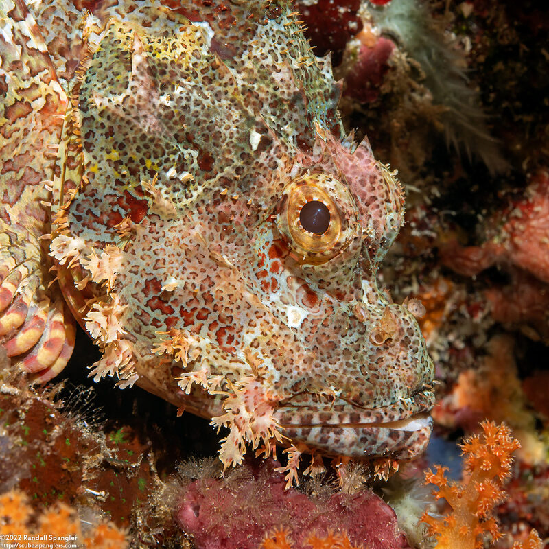 Scorpaenopsis oxycephala (Tasseled Scorpionfish)