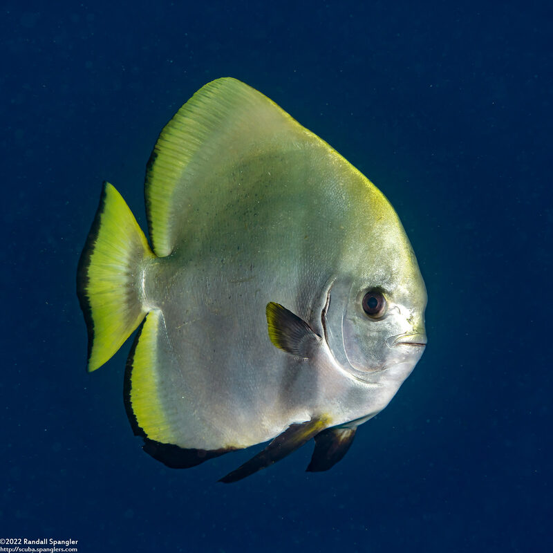 Platax boersii (Golden Spadefish)