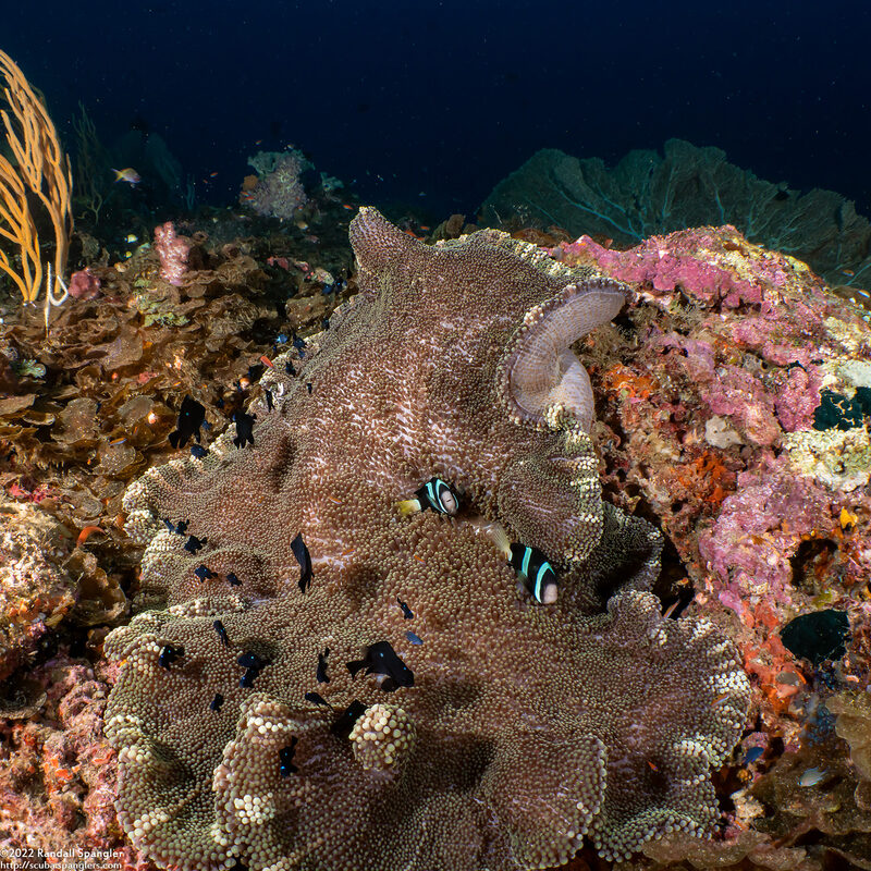 Stichodactyla mertensii (Merten's Carpet Anemone)