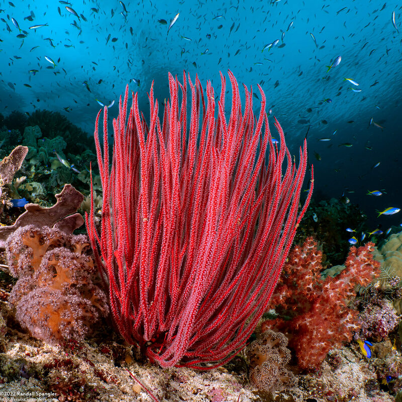 Ellisella ceratophyta (Red Sea Whip)