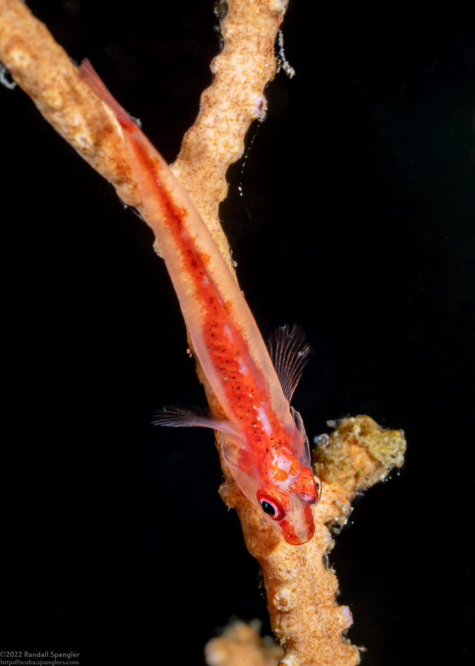 Pleurosicya mossambica (Common Ghostgoby)