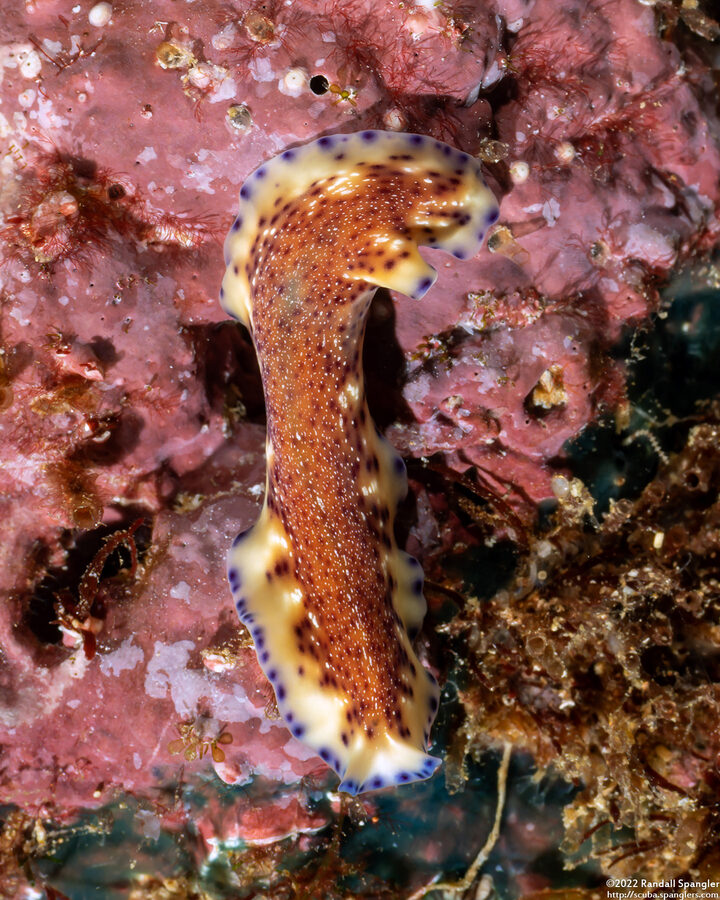 Pseudoceros sp.6 (Pseudoceros sp.6)