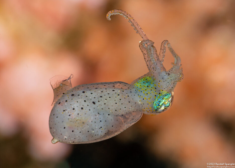 Idiosepius sp.1 (Pygmy Squid)