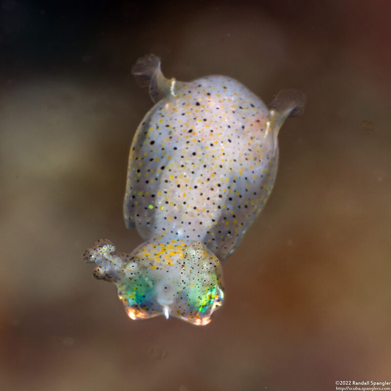 Idiosepius sp.1 (Pygmy Squid)