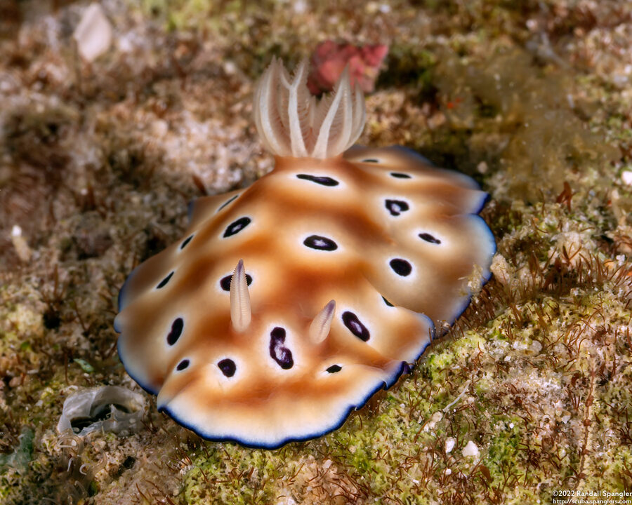 Goniobranchus leopardus (Leopard Nudibranch)