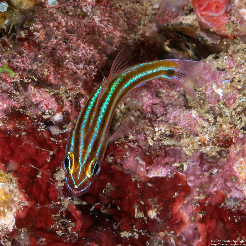 Ostorhinchus nigrofasciatus (Blackstripe Cardinalfish)