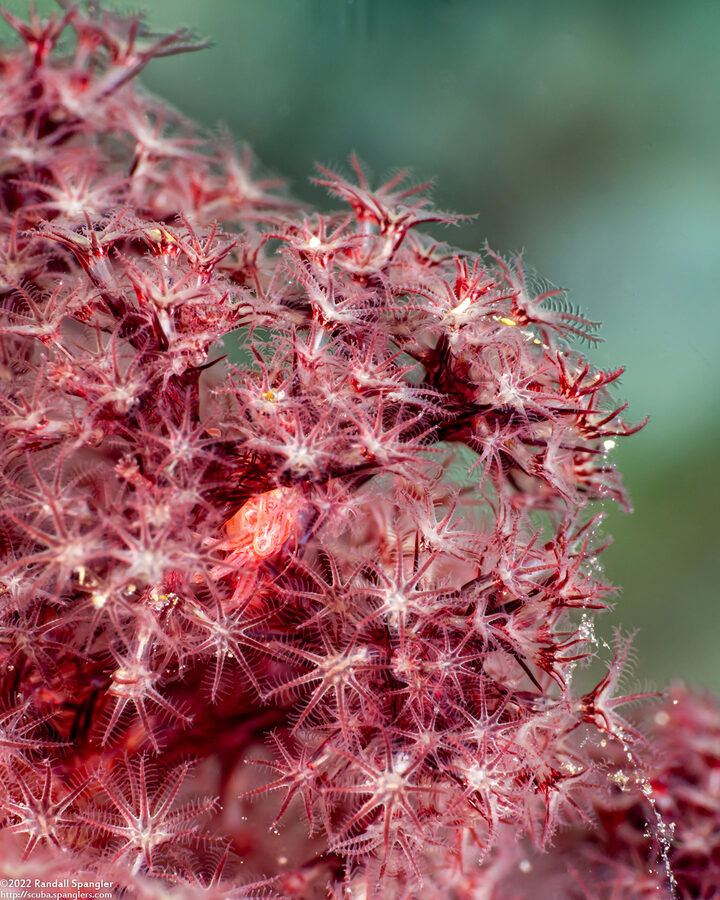 Dendronephthya sp.1 (Dendronephthya)