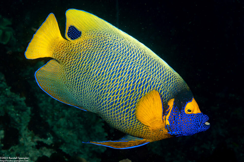 Pomacanthus xanthometopon (Yellow-Mask Angelfish)
